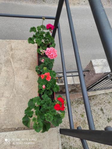 Κήπος έξω από το Apartman u sumi nedaleko od mora