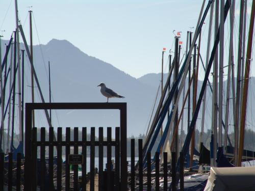 a bird sitting on top of a gate next to boats at Zum Fischer am See ***S in Prien am Chiemsee