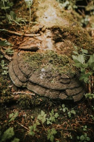 a rock with moss on it in the grass at The Gatelodge, Hilton Park in Monaghan