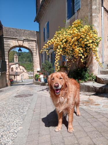 a brown dog standing on a sidewalk next to a building at T3 campagne Aix-en-Provence in Meyrargues
