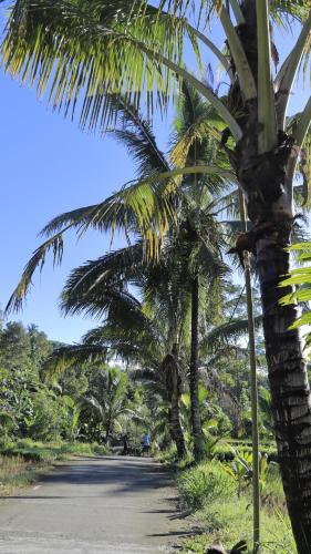 uma rua com palmeiras ao lado de uma estrada em Goa Walet Cottage em Praya