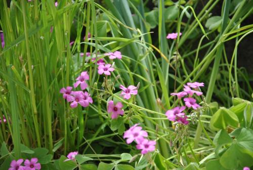 a bunch of pink flowers in the grass at Casa Angioletta in Gassino Torinese