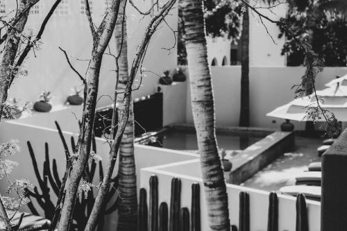 Φωτογραφία από το άλμπουμ του 4 Charming Suite King Rooms in Luxurious Boutique Hotel στο Σαν Χοσέ ντελ Κάμπο