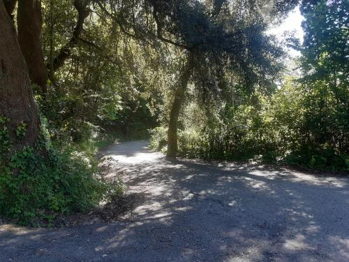 a tree shading a dirt road in a forest at Belvedere 10 in Pietrasanta