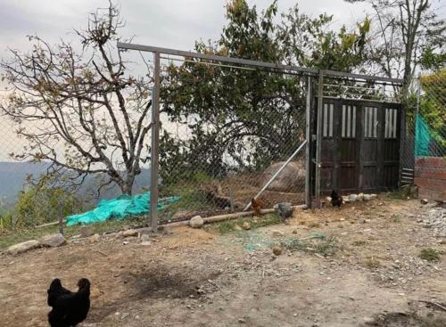 un groupe de poulets se déplaçant dans une cage de combat dans l'établissement Casa campestre pueblo rico, à Neira