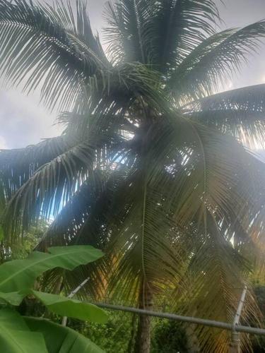 a group of palm trees in front of a fence at Cozy Villa in Old Harbour