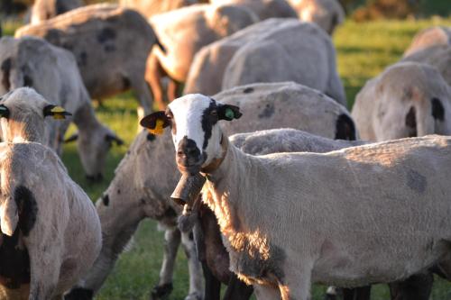 a herd of sheep grazing in a field at As Fuebas de Patricio in Vío