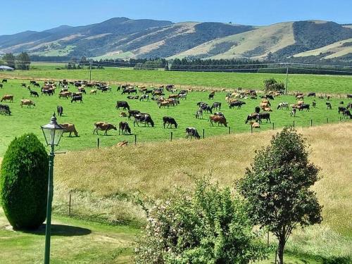 a herd of animals grazing in a field at Mainholm in Gore