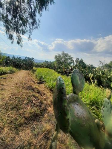 a statue of a woman in a field of cactus at Glamping Entre Nopales, Villa de Leyva in Sáchica