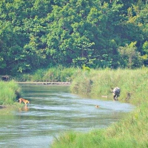 two animals in the water in a river at Jungle Base Camp in Bardia