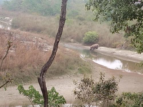 a hippopotamus standing on the side of a river at Jungle Base Camp in Bardia