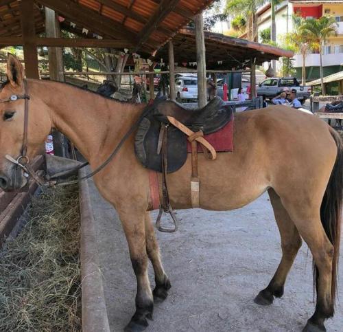 un cheval brun avec une selle sur le dos dans l'établissement Hotel Fazenda Tucano, à Capim Branco