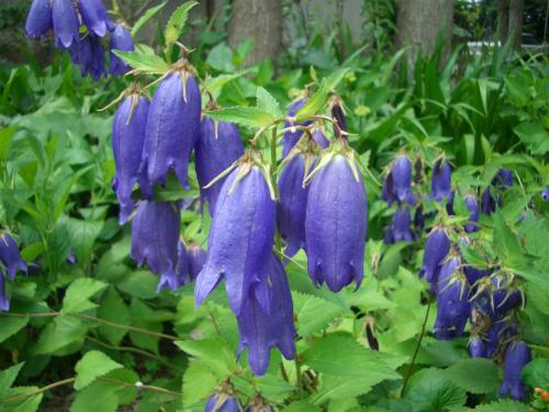 a group of blue flowers on a plant at Yufuin Onsen Ryokan Hananomai in Yufuin