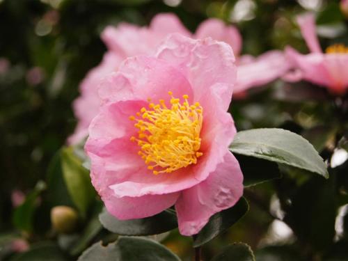 a pink rose with a yellow center at Yufuin Onsen Ryokan Hananomai in Yufuin