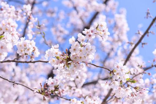 a branch of a tree with white flowers on it at MIMARU Tokyo Ueno North in Tokyo