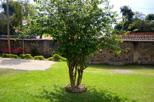 a tree sitting in the middle of a yard at Yuks Villa in Kisumu