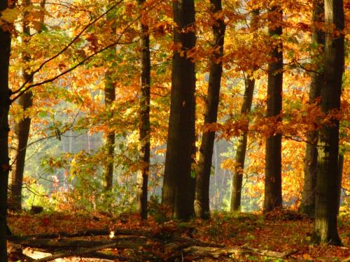a group of trees with autumn leaves on them at Übernachten im Café Restaurant Vedder in Herscheid