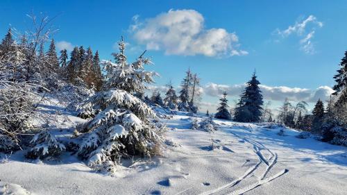 a snow covered pine tree on a snow covered slope at Übernachten im Café Restaurant Vedder in Herscheid