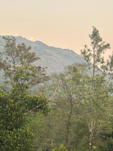 a group of trees with a mountain in the background at SylVan Resort in Wayanad