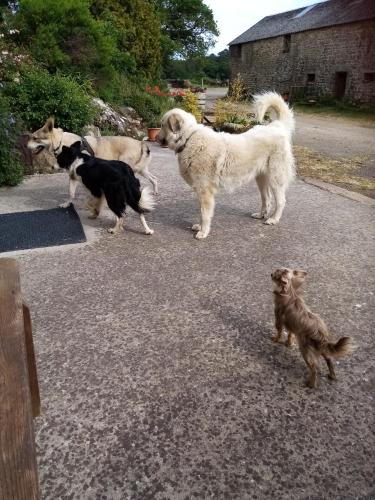 un groupe de trois chiens debout dans la rue dans l'établissement A la campagne, à 12mn de l'océan, à Locoal-Mendon