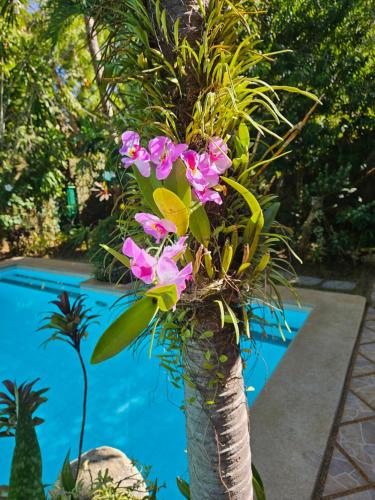 a tree with pink flowers on it next to a pool at Palmhill Villa in Boracay