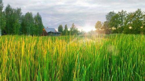 a field of tall green grass with a barn in the background at Līgatnes Zemturi in Augšlīgatne