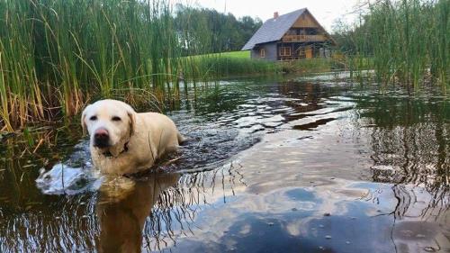 a dog swimming in the water with a house in the background at Līgatnes Zemturi in Augšlīgatne