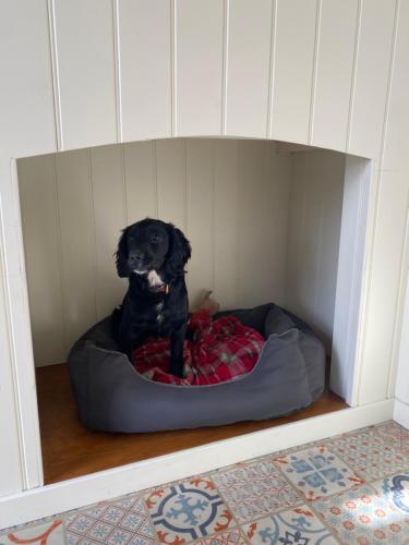 a black dog sitting on a bed in a dog bed at Ledmacoy Shepherds Huts in Strathdon