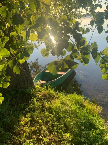 a boat sitting next to a tree next to the water at Między Brzozami in Pieczarki
