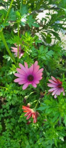 a group of pink flowers on a green bush at Golden Mirror in Lamego