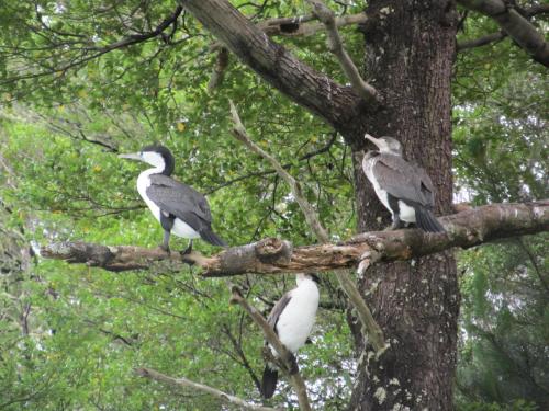 three birds are sitting on a tree branch at Anakiwa 401 in Anakiwa