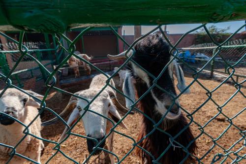 ファームステイの敷地内または近くにいる動物