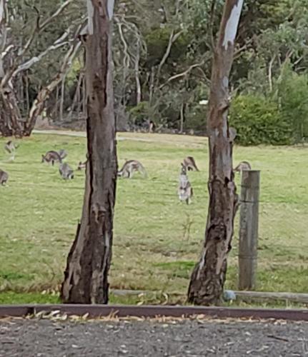 a group of kangaroos grazing in a field at Green heavan in Greenvale