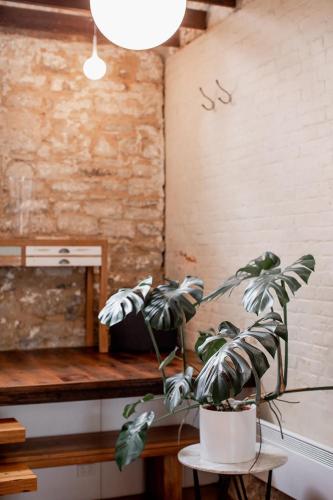 a plant sitting on a table in a room at Inner-city sanctuary with off-street parking in Hobart