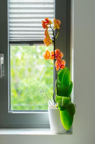 a potted plant sitting on a window sill with a flower at The HostMaster Urban Bliss in Athens