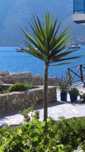 a palm tree in a garden near the water at Boutique Hotel Tilos Mare in Livadia