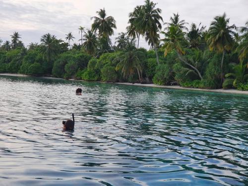 a duck swimming in a body of water with palm trees at Finimas Residence in Thimarafushi