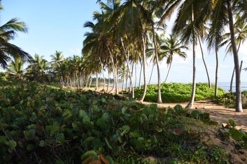a row of palm trees on a beach at RELAX @ BEACH, BIBIJAGUA in Punta Cana