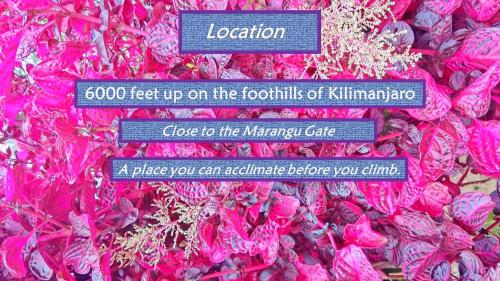 Marangu的住宿－Mrefu Eco-lodge，墙上有标牌的粉红色花