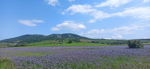a field of purple flowers in front of a mountain at Vinný sklep s apartmány u Kvěchů in Bavory