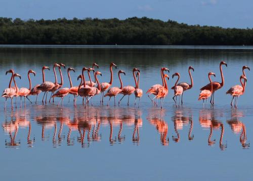 a group of flamingos standing in the water at Hospedaje Wotoch Aayin in Venecia