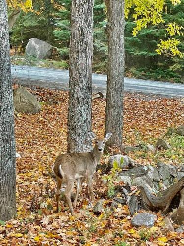 a deer standing in the woods next to trees at Nature Retreat w/ Sunroom Gazebo in Cantley