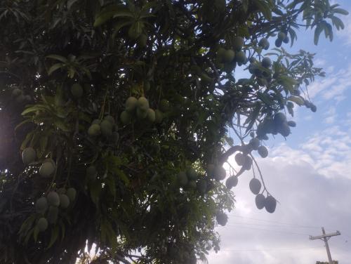 Un árbol con mucha fruta. en Cabañas Raysa y Alejandro Pasion #3, en Las Galeras