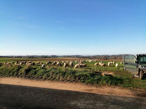 a herd of sheep grazing in a field next to a road at Bluebells, Little Snoring in Fakenham