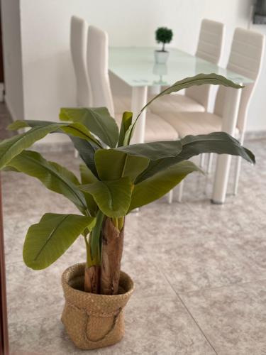 a plant in a pot in front of a table at Cabildo 3 in Sanlúcar de Barrameda