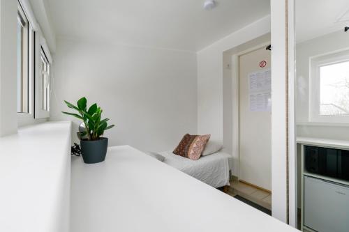 a bedroom with a white bed and a potted plant at Apartment for one - grey in Tallinn