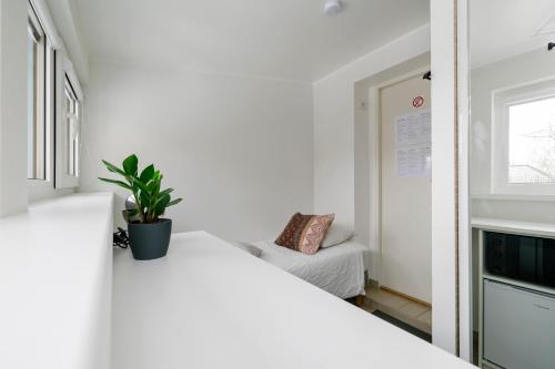 タリンにあるApartment for one - greyの白いベッドと鉢植えの植物が備わるベッドルーム1室