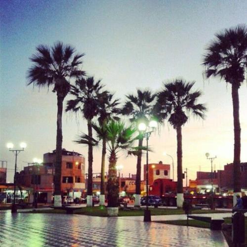 a group of palm trees on a city street at Groën Chincha® Casa de Campo centrica y turistica in San Pedro