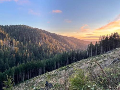 a hillside with a forest of trees on it at Breakers - stay in a tiny home on the Oregon Coast in Waldport