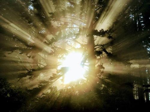 a tree with the sun shining through it at Shorepine - Tiny Tranquility on the Oregon Coast! in Waldport